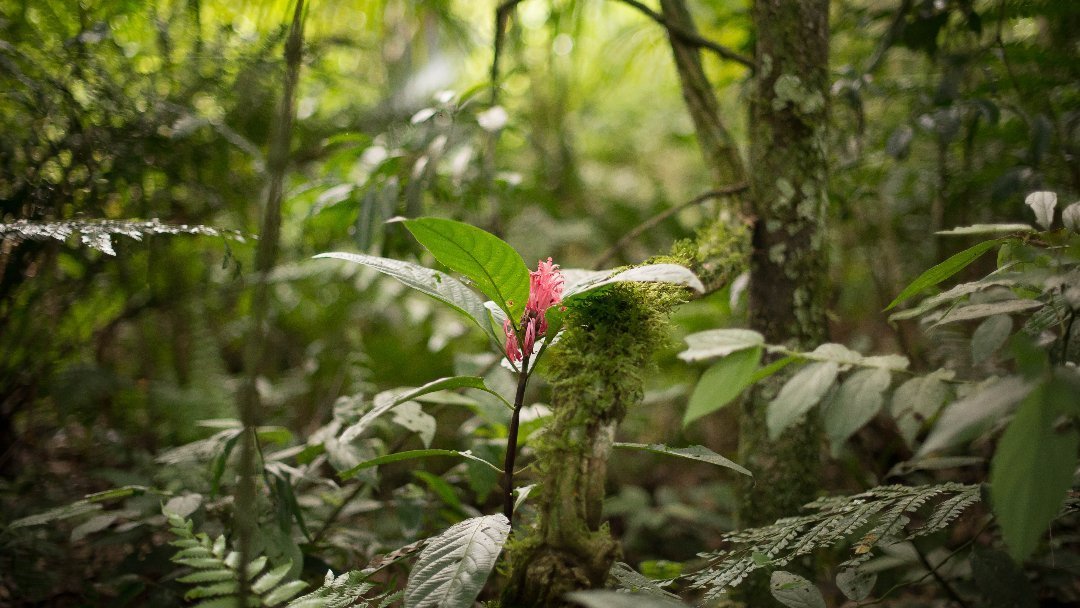 Mata Atlântica é o bioma com mais espécies de fauna e flora