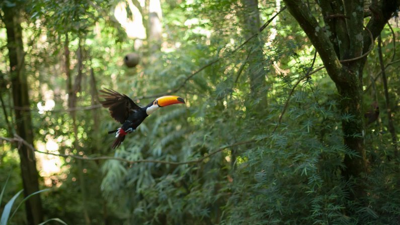 Mata Atlântica é o bioma com mais espécies de fauna e flora