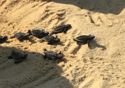 tartarugas marinhas