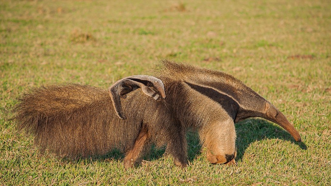 Espécies diversas da mata atlântica